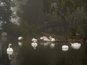 boats, River, viewes, Fog, trees, Swan