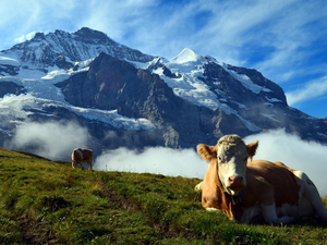 Fog, Alps, car in the meadow, Switzerland, Cows, peaks
