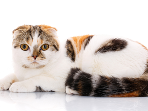 Scottish Fold Cat, white background