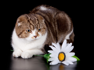 White, cat, Scottish Fold, Colourfull Flowers