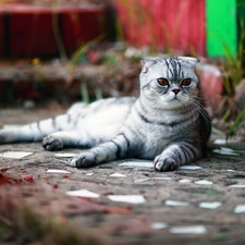 Scottish Fold Cat