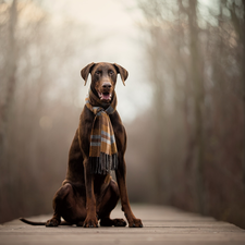 dog, Scarf, footbridge, Doberman