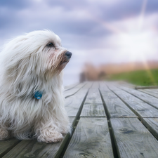 footbridge, dog, Havanese