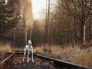 forest, Dalmatian, ##