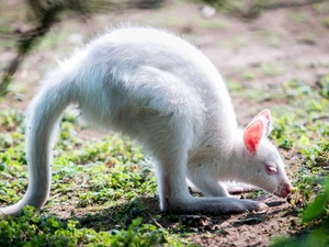 forest, kangaroo, Albinos