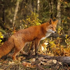 autumn, ginger, Fox, forest