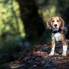 forest, dog, Beagle