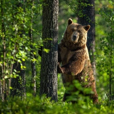 Bear, trees, green, forest