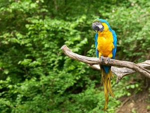 forest, parrot, branch