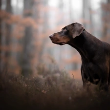 grass, forest, Brown, Doberman, dog