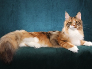 Norwegian Forest Cat, fluffy, cat