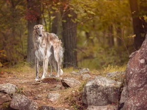 Stones, boulders, Borzoi, forest, Russian Chart