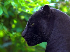 forest, black, Panther