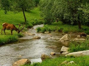 deer, Meadow, River, forest