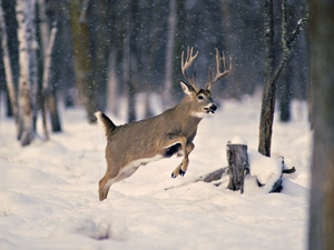 forest, winter, deer