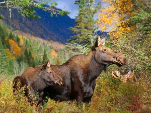 Elk, Mountains, autumn, forest