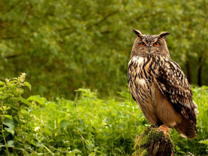 owl, forest, grass, Asio otus