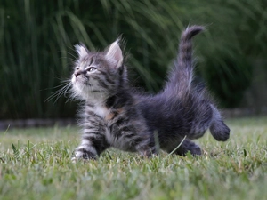 Norwegian, forest, kitty, hair, honeyed