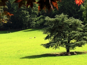 forest, summer, Meadow, Sheep, flash, luminosity, ligh, sun, Przebijające