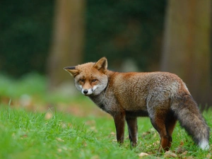 forest, fox, Meadow