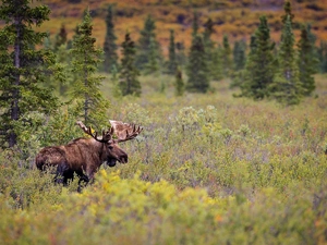 forest, moose, Meadow