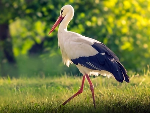 forest, stork, Meadow