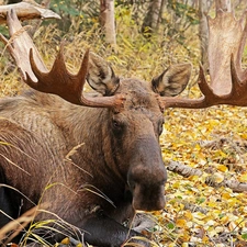 moose, Yellow, Leaf, forest