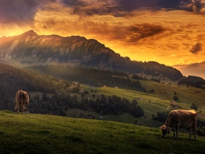 Cows, Great Sunsets, forest, Houses, Mountains