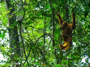 orangutan, tropical, Borneo, forest