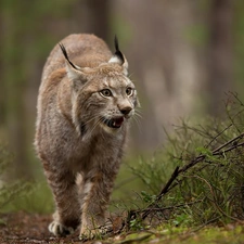 forest, Lynx, Path