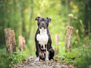Path, forest, Pit Bull Terrier