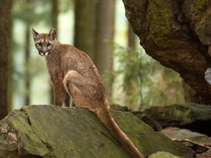 forest, cougar, rocks