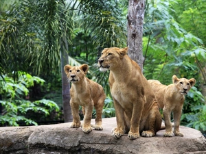 forest, lions, Rocks