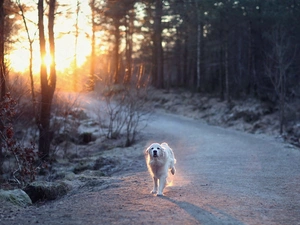 sun, forest, running, dog, Way