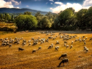 pasture, rams, Mountains, forest, Meadow, Sheep