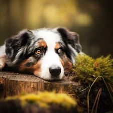 Australian Shepherd, Moss, forest, trunk