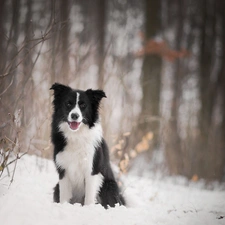 dog, forest, snow, Border Collie