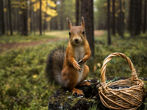 squirrel, basket, autumn, forest