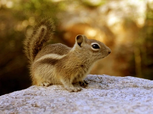 Rocks, forest, squirrel, Spadefoot, Chipmunk