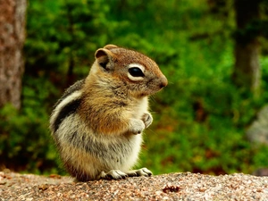 forest, Chipmunk, squirrel