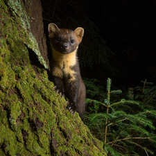 forest, marten, trees