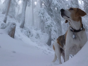 forest, Beagle, winter