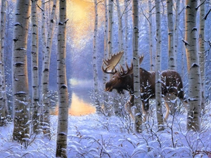 winter, water, moose, forest
