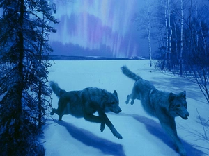 winter, wolves, snow, forest