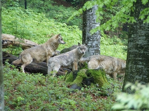 forest, Grey, wolves