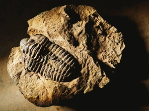 fossil