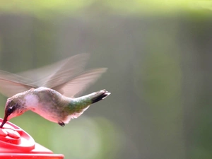humming-bird, drinking fountain
