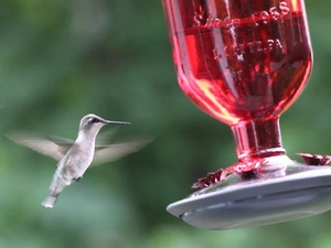 drinking fountain, humming-bird, Red