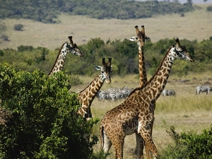 four, giraffe