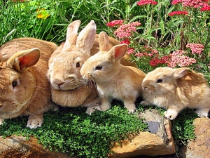 four, rabbits